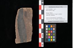 Foto (Objekt + Etikett) von Myrica lignitum Unger (NHMW-GEO-2024-0188-0585)